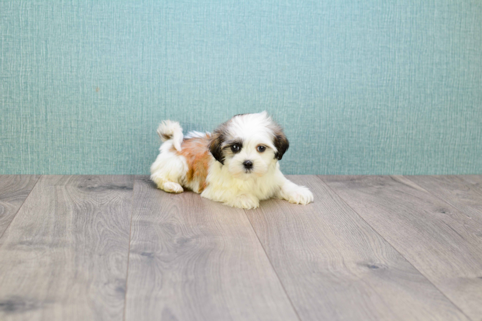 Teddy Bear Puppy for Adoption