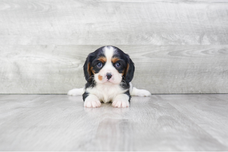 Best Cavalier King Charles Spaniel Baby