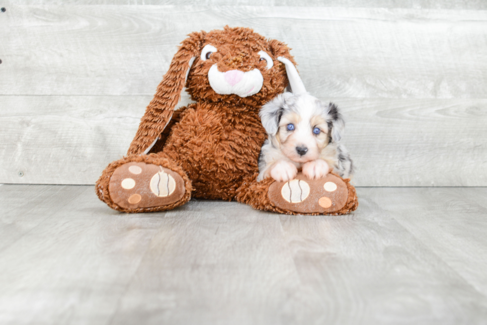 Mini Aussiedoodle Pup Being Cute