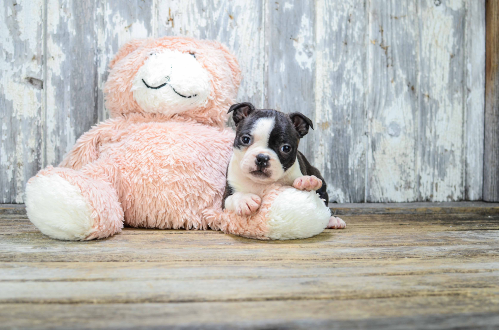 Friendly Boston Terrier Baby