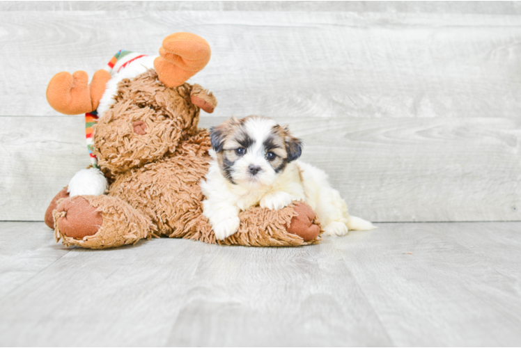 Teddy Bear Pup Being Cute