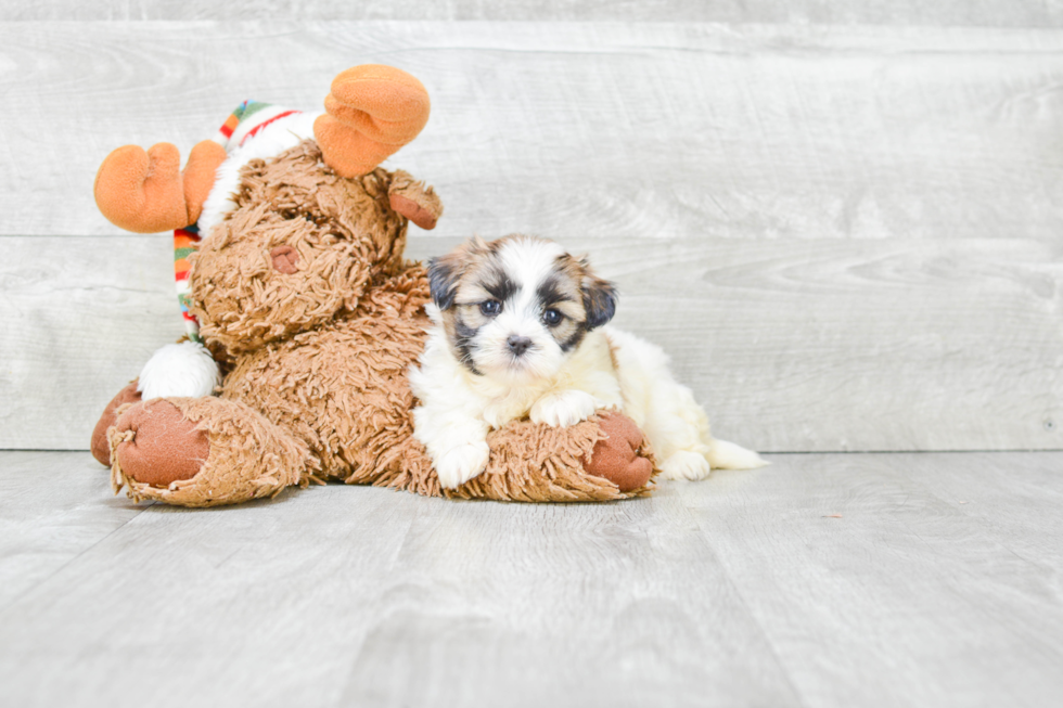 Teddy Bear Pup Being Cute