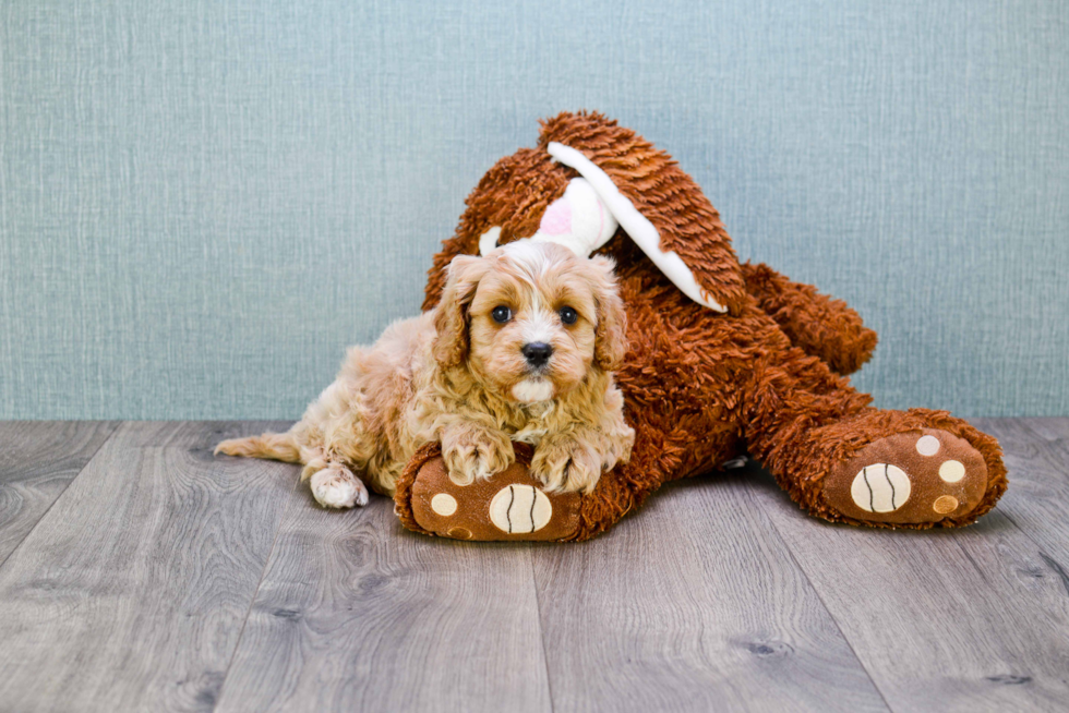 Energetic Cavoodle Poodle Mix Puppy