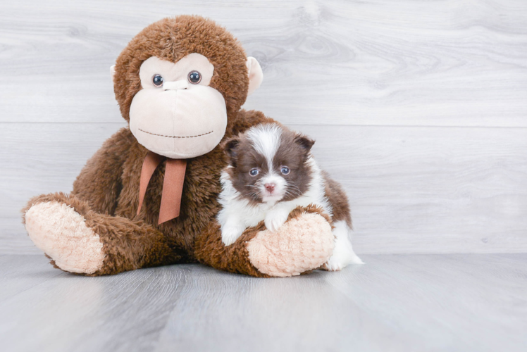 Smart Pomeranian Purebred Puppy
