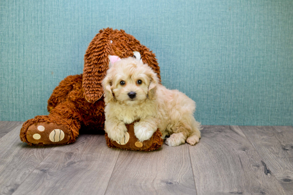 Cute Cavapoo Baby