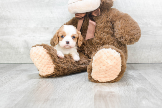 Playful Cavalier King Charles Spaniel Baby