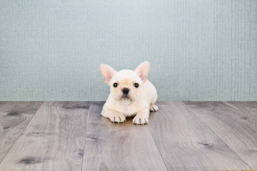 Cute Frenchie Purebred Puppy