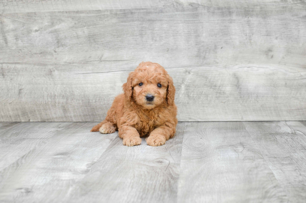 Playful Golden Retriever Poodle Mix Puppy