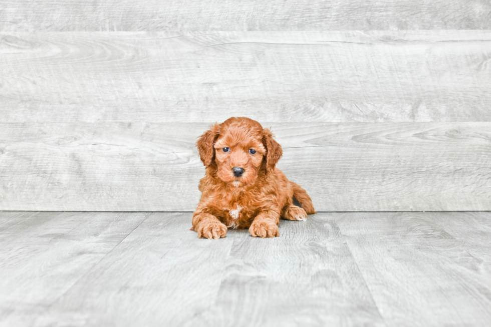 Fluffy Mini Goldendoodle Poodle Mix Pup