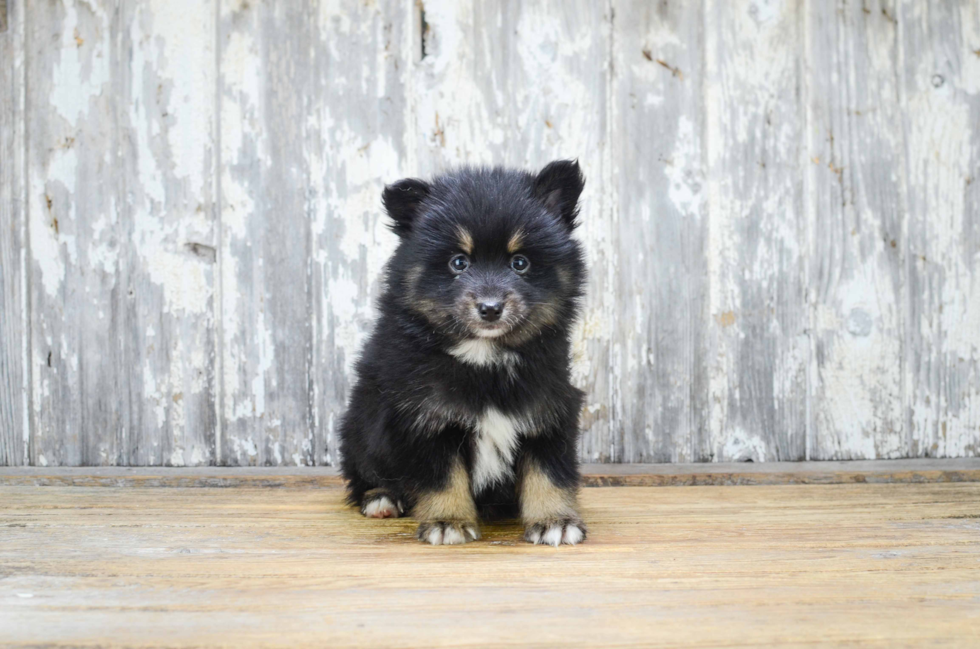 Adorable Mini Husky Designer Puppy