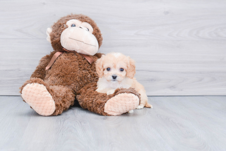 Cavachon Pup Being Cute
