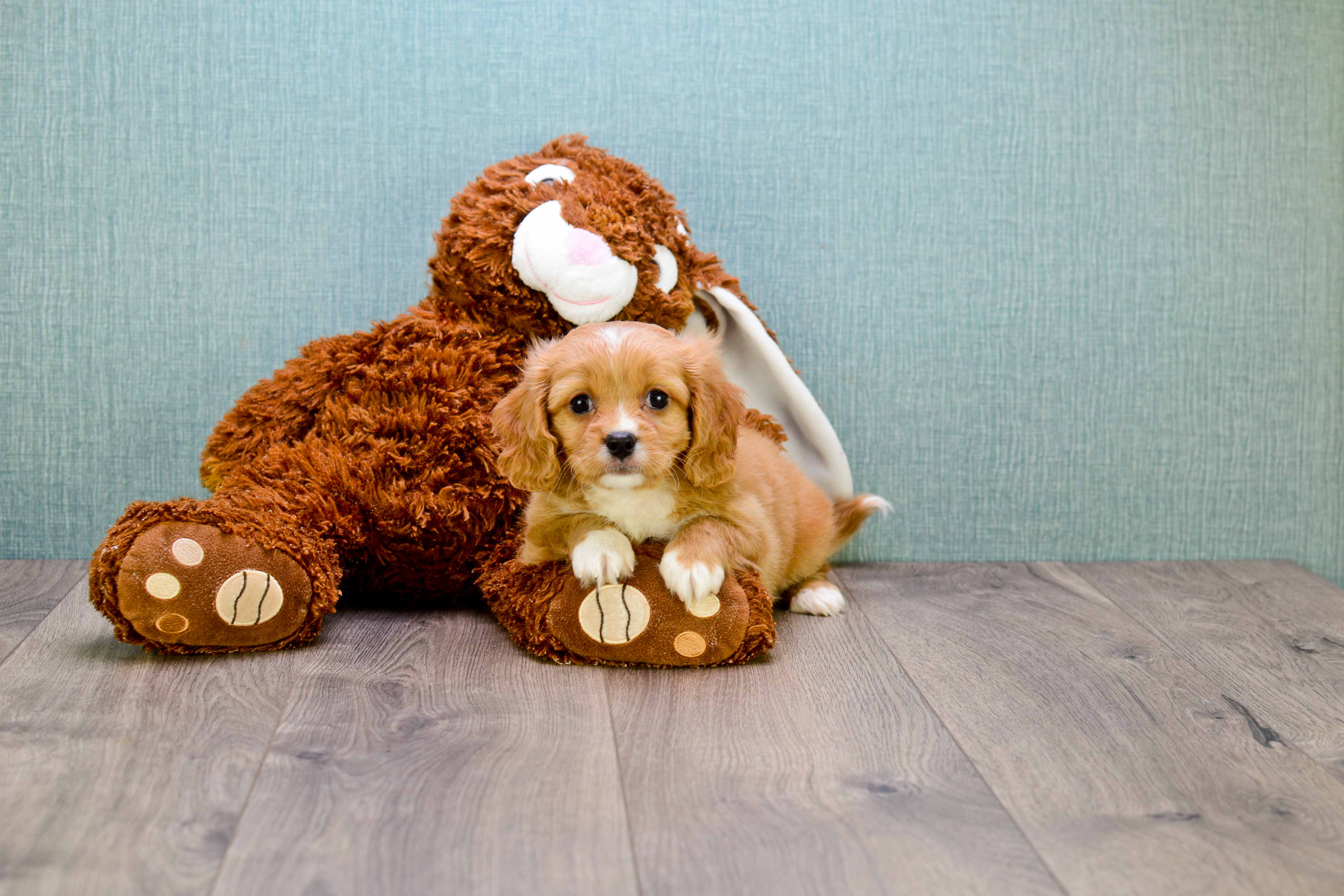 Cavachon Puppy for Adoption