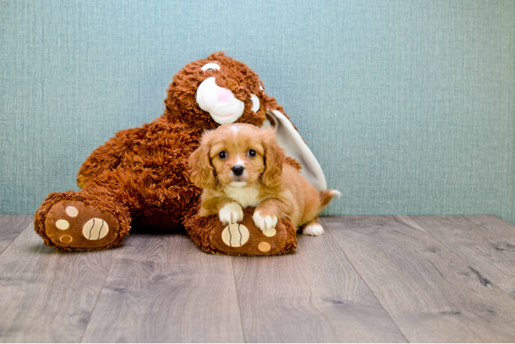 Cavachon Puppy for Adoption