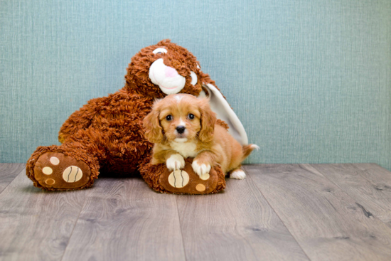 Cavachon Puppy for Adoption