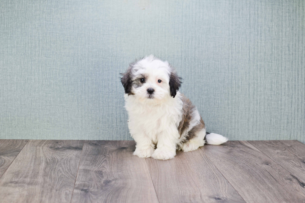 Havanese Pup Being Cute