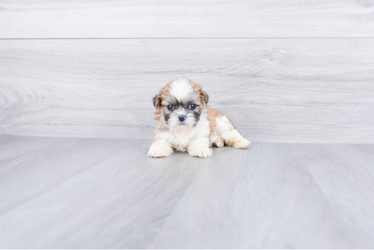 Popular Teddy Bear Designer Pup