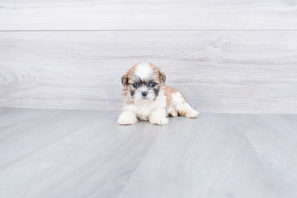 Popular Teddy Bear Designer Pup