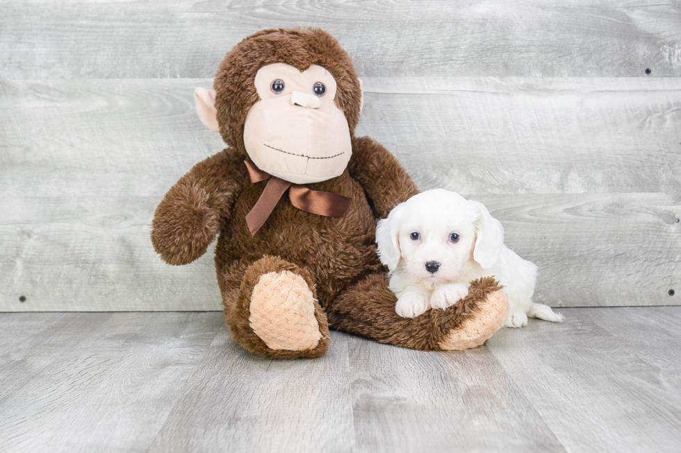 Cavachon Pup Being Cute