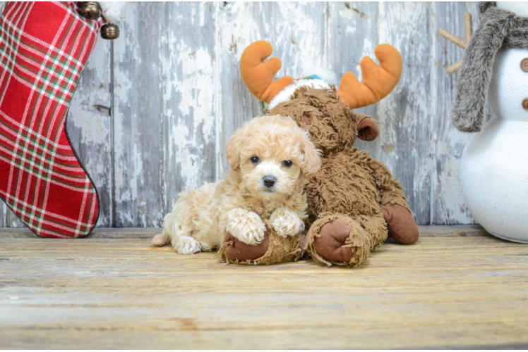 Cute Maltipoo Baby