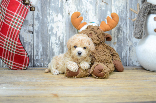 Cute Maltipoo Baby