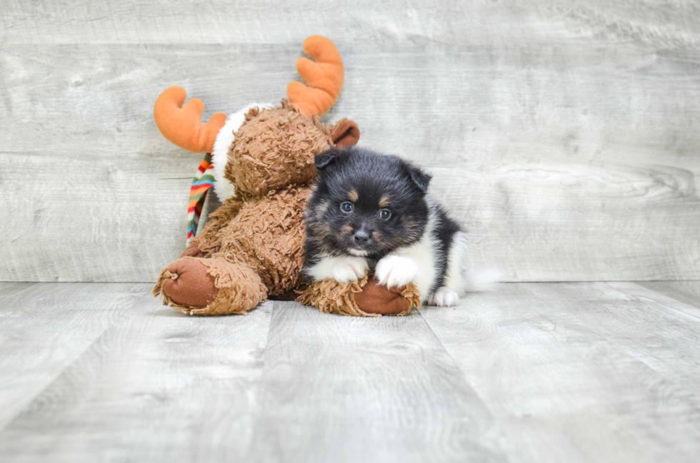 Pomeranian Puppy for Adoption