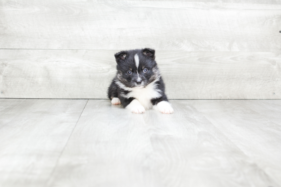 Happy Pomsky Baby