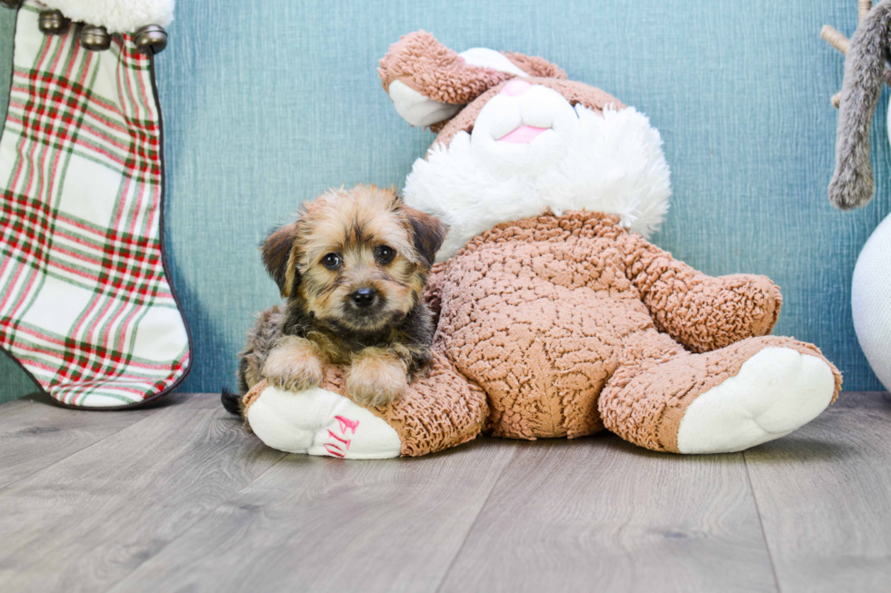 Morkie Pup Being Cute