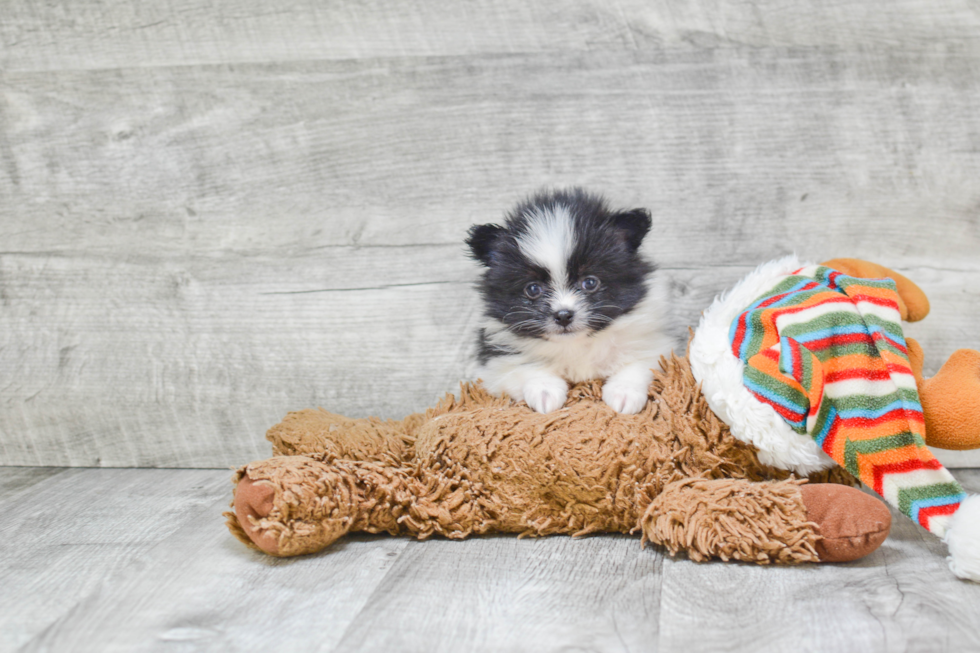 Pomeranian Puppy for Adoption