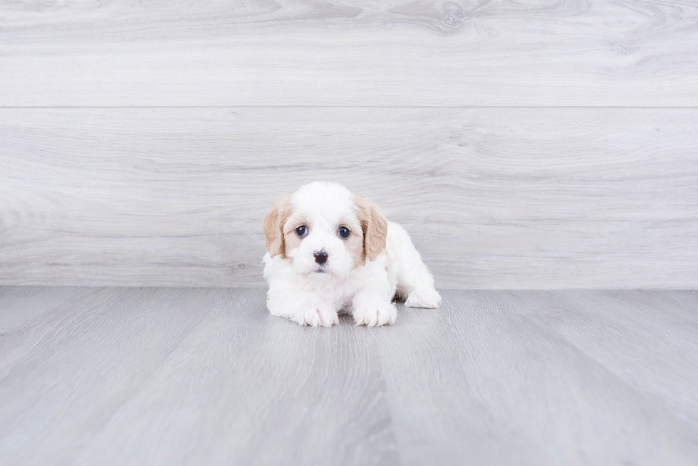 Cavachon Pup Being Cute