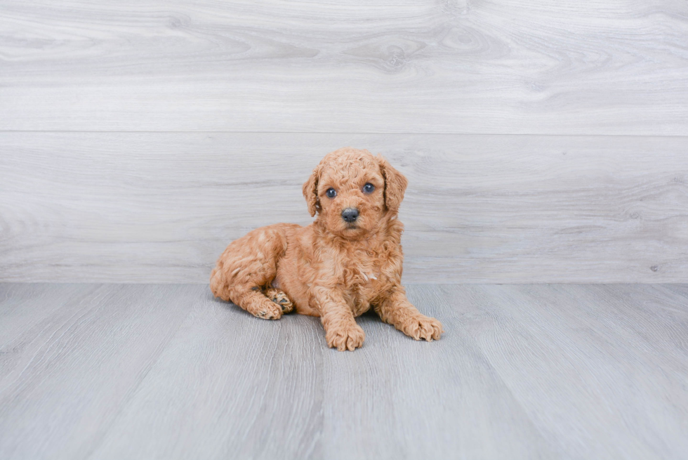 Mini Goldendoodle Pup Being Cute