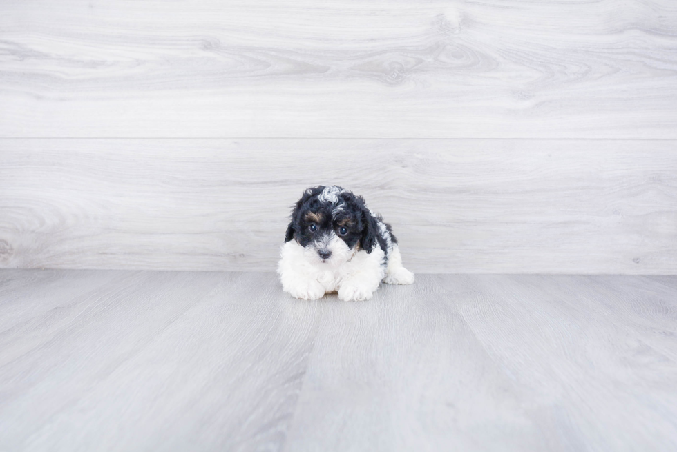 Happy Maltipoo Baby