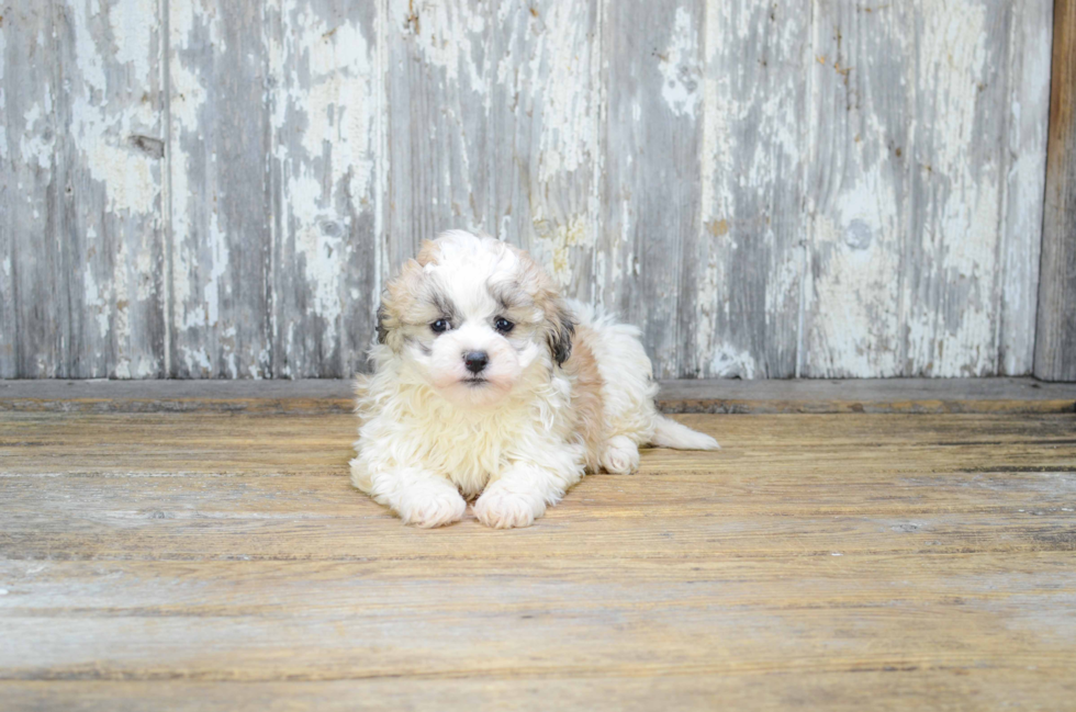 Cute Teddy Bear Baby