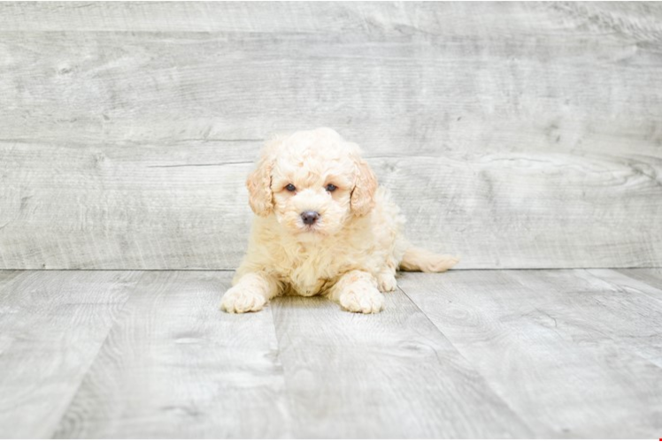 Mini Goldendoodle Pup Being Cute