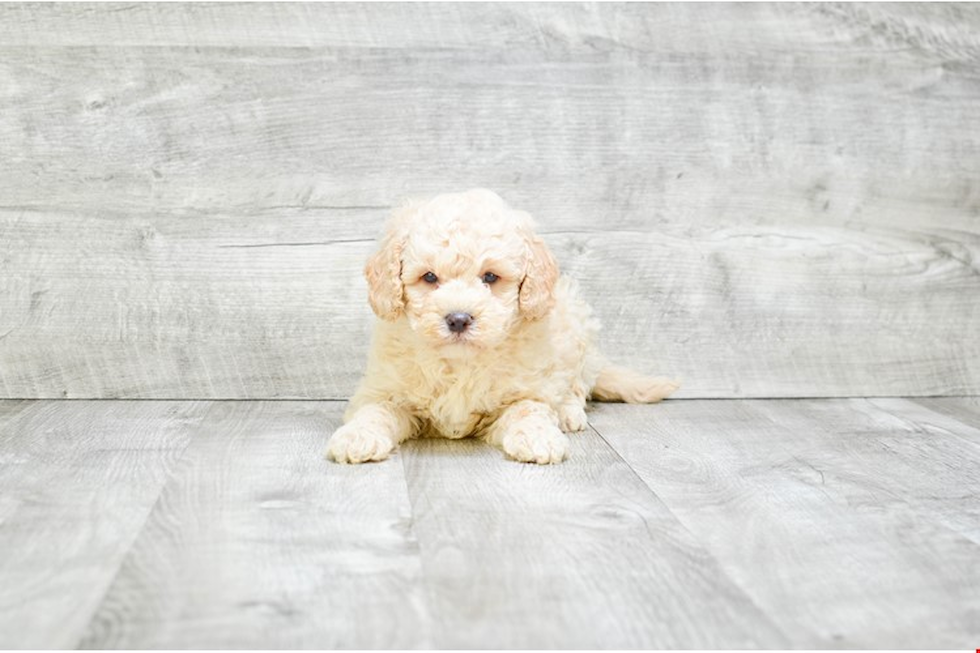 Mini Goldendoodle Pup Being Cute