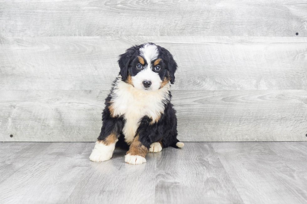 Little Bernadoodle Poodle Mix Puppy