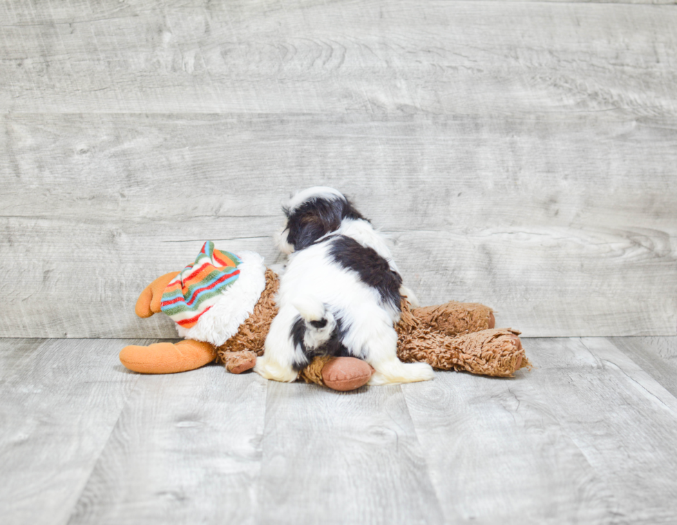 Fluffy Teddy Bear Designer Pup