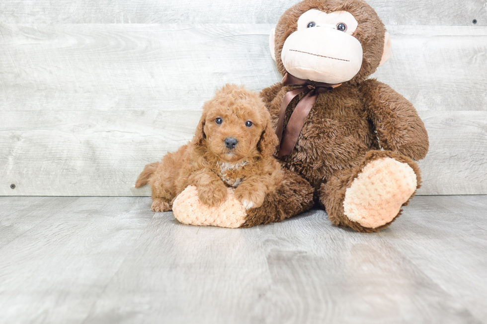 Mini Goldendoodle Pup Being Cute