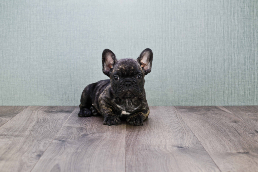 Energetic Frenchie Purebred Puppy