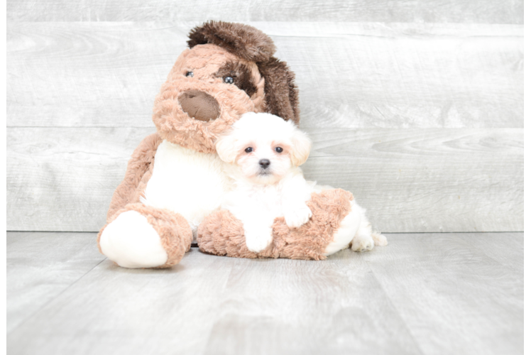 Sweet Maltipoo Baby