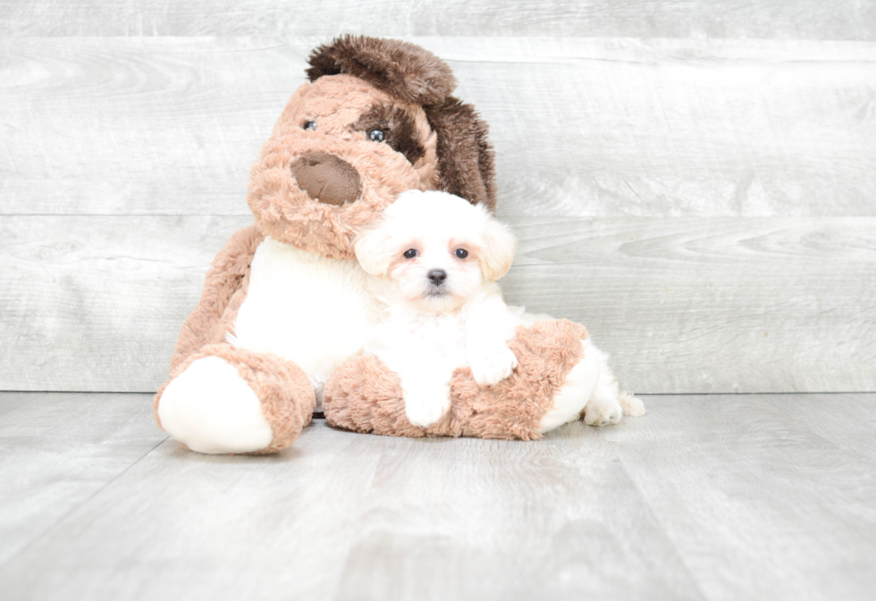 Sweet Maltipoo Baby