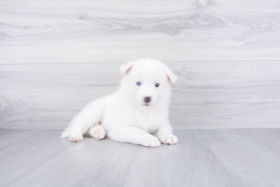 Pomsky Pup Being Cute