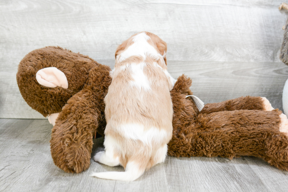 Sweet Cavalier King Charles Spaniel Purebred Puppy