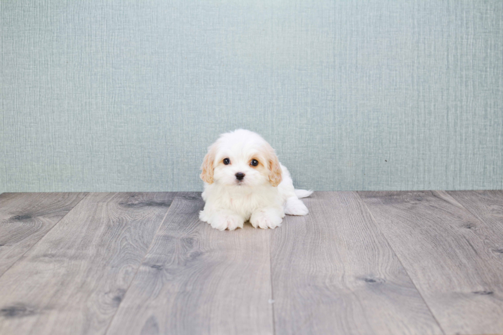 Cavachon Puppy for Adoption