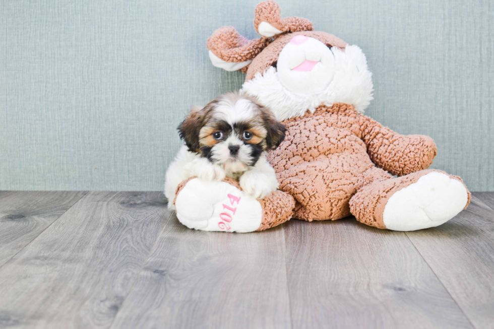 Hypoallergenic Shih Tzu Baby