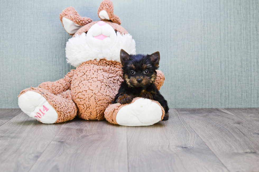 Meet Zeke - our Yorkshire Terrier Puppy Photo 