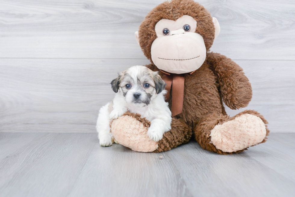 Smart Teddy Bear Designer Pup