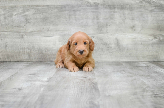 Mini Goldendoodle Puppy for Adoption