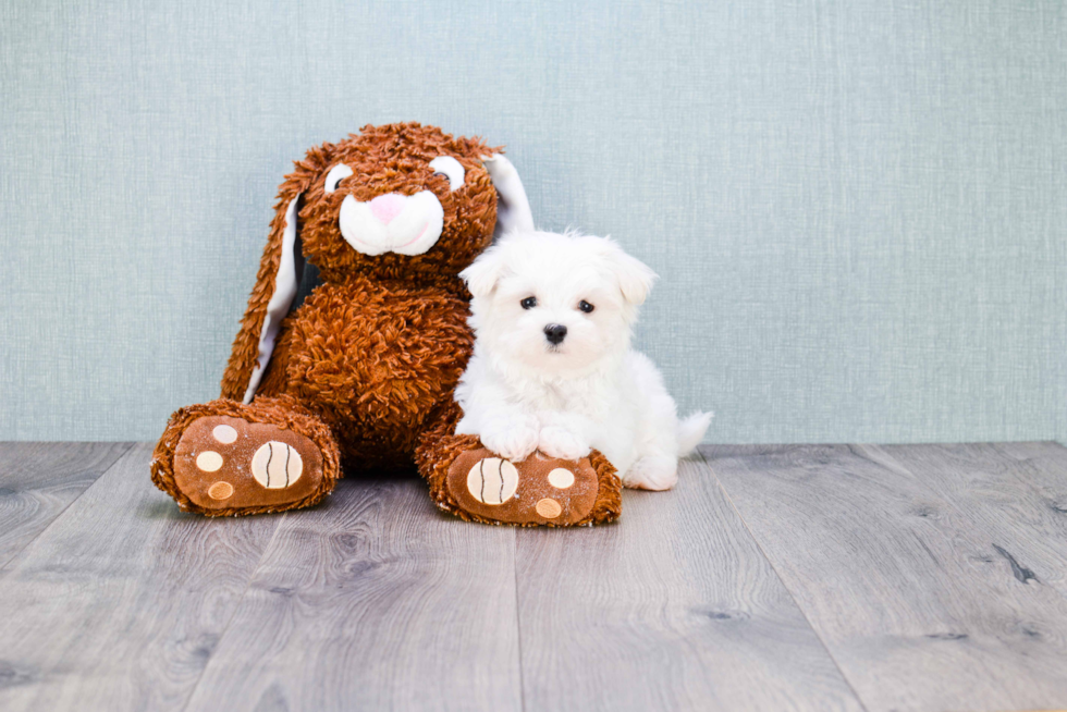 Hypoallergenic Maltese Purebred Pup