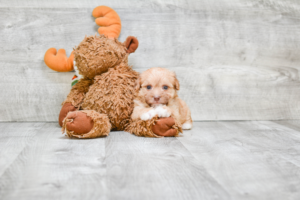 Best Morkie Baby