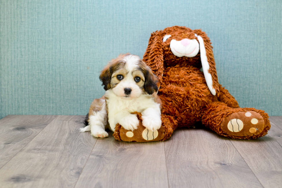 Playful Cavalier Designer Puppy